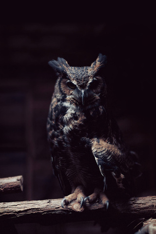 Owl, , , 