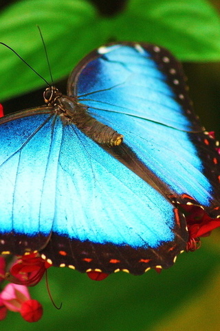 morpho, ,   ,  , 