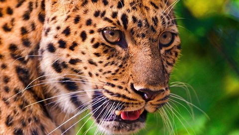 , , leopard, , , panthera pardus, 