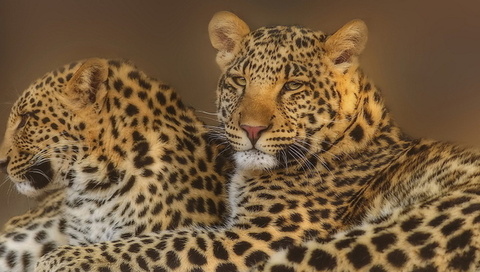 leopard, , , , 