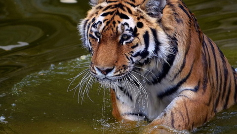 , , , panthera tigris, , tiger, , 