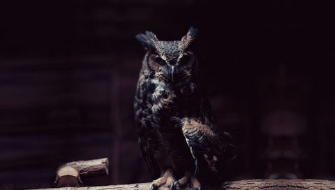 Owl, , , 