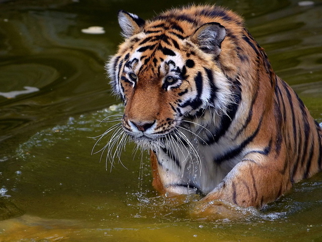 , , , panthera tigris, , tiger, , 