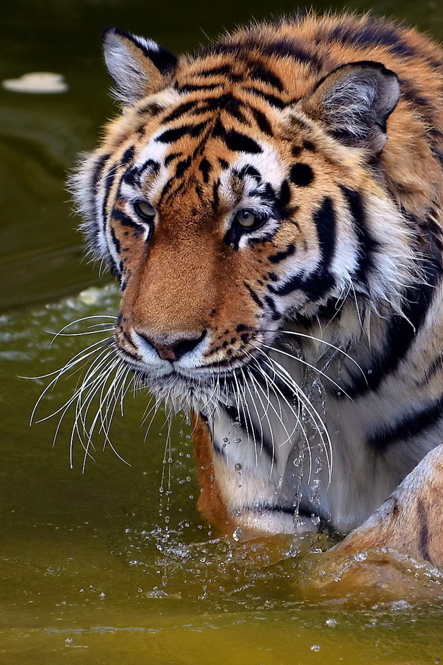 , , , panthera tigris, , tiger, , 