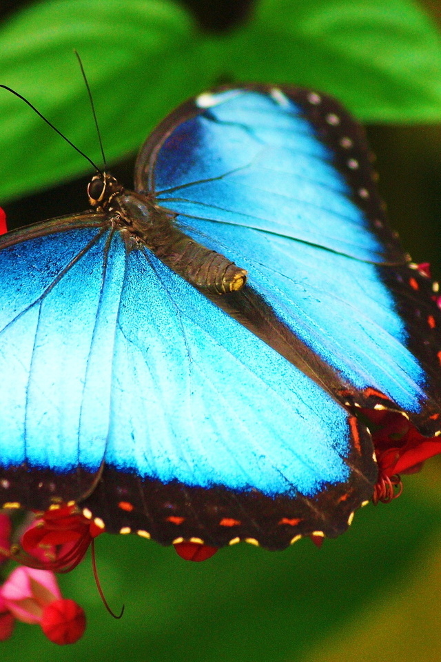 morpho, ,   ,  , 