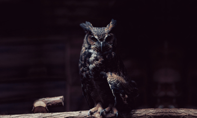 Owl, , , 