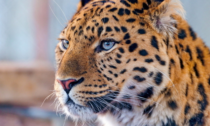 , amur leopard, , , , 