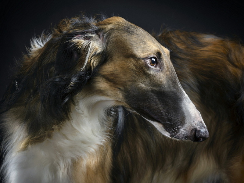 beauty, borzoi, 