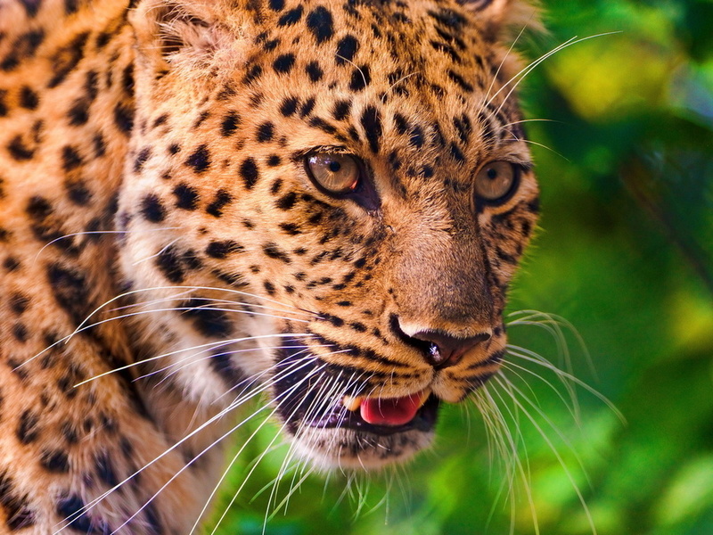 , , leopard, , , panthera pardus, 