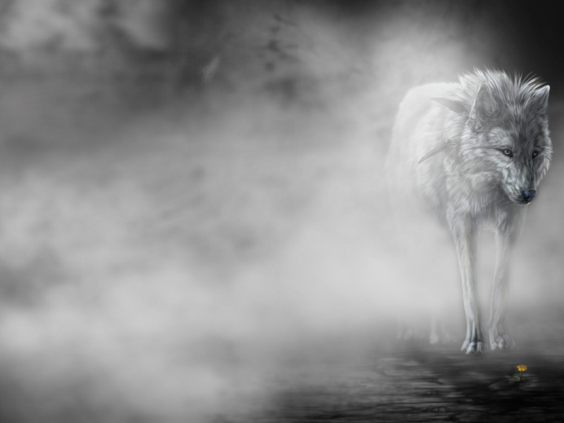 art, , wolfroad, The fog, , 