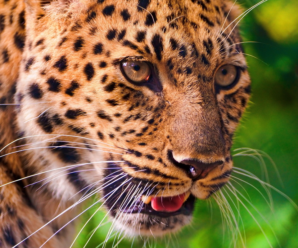, , leopard, , , panthera pardus, 