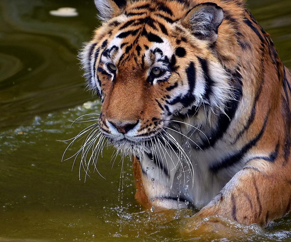 , , , panthera tigris, , tiger, , 