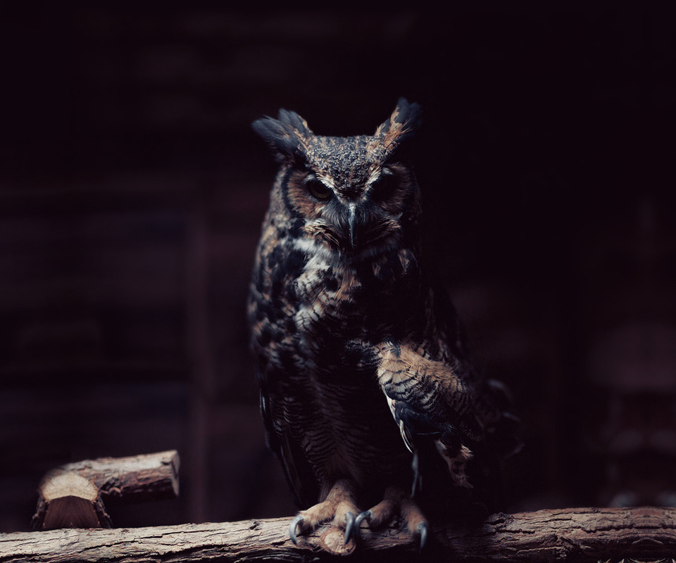 Owl, , , 