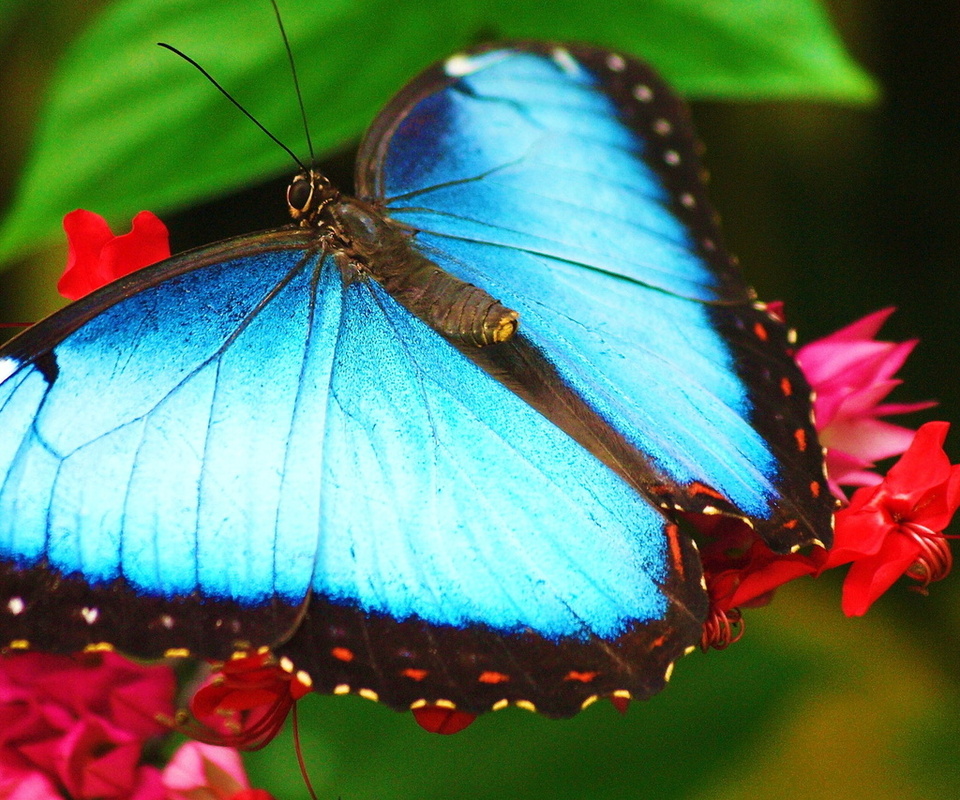 morpho, ,   ,  , 