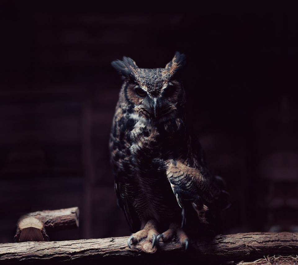 Owl, , , 