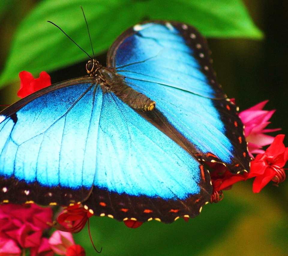 morpho, ,   ,  , 