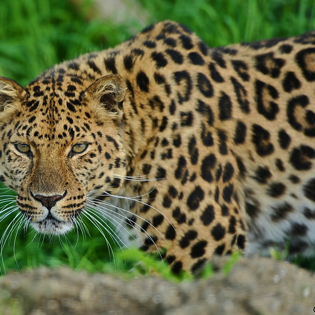 , leopard, , , 