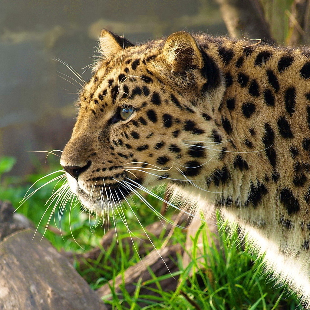 leopard, , , panthera pardus, 