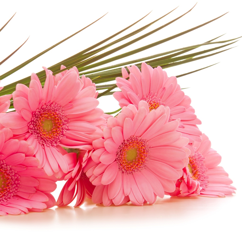  , gerbera, , , 