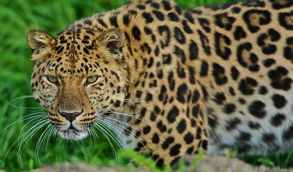 , leopard, , , 