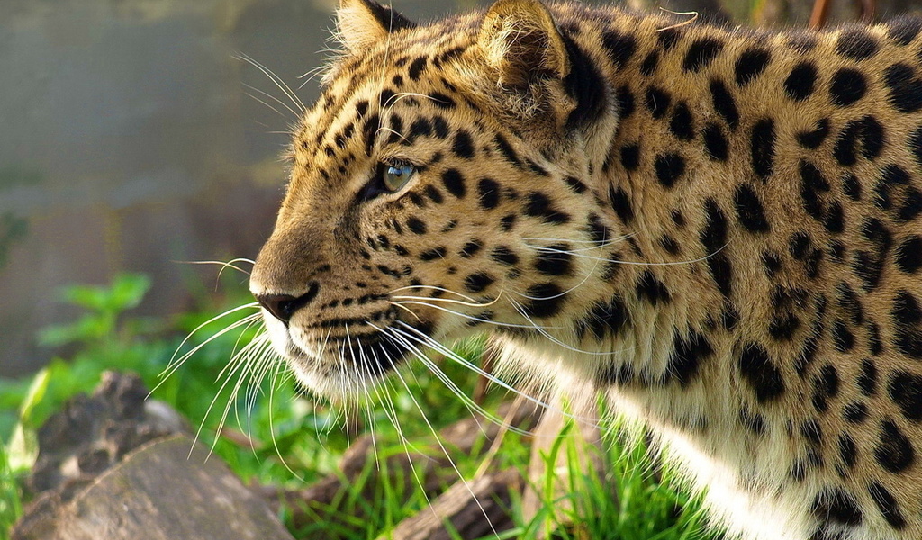 leopard, , , panthera pardus, 