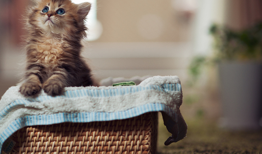 Cat, , paws, eyes, blue eyes, cute, , kitty