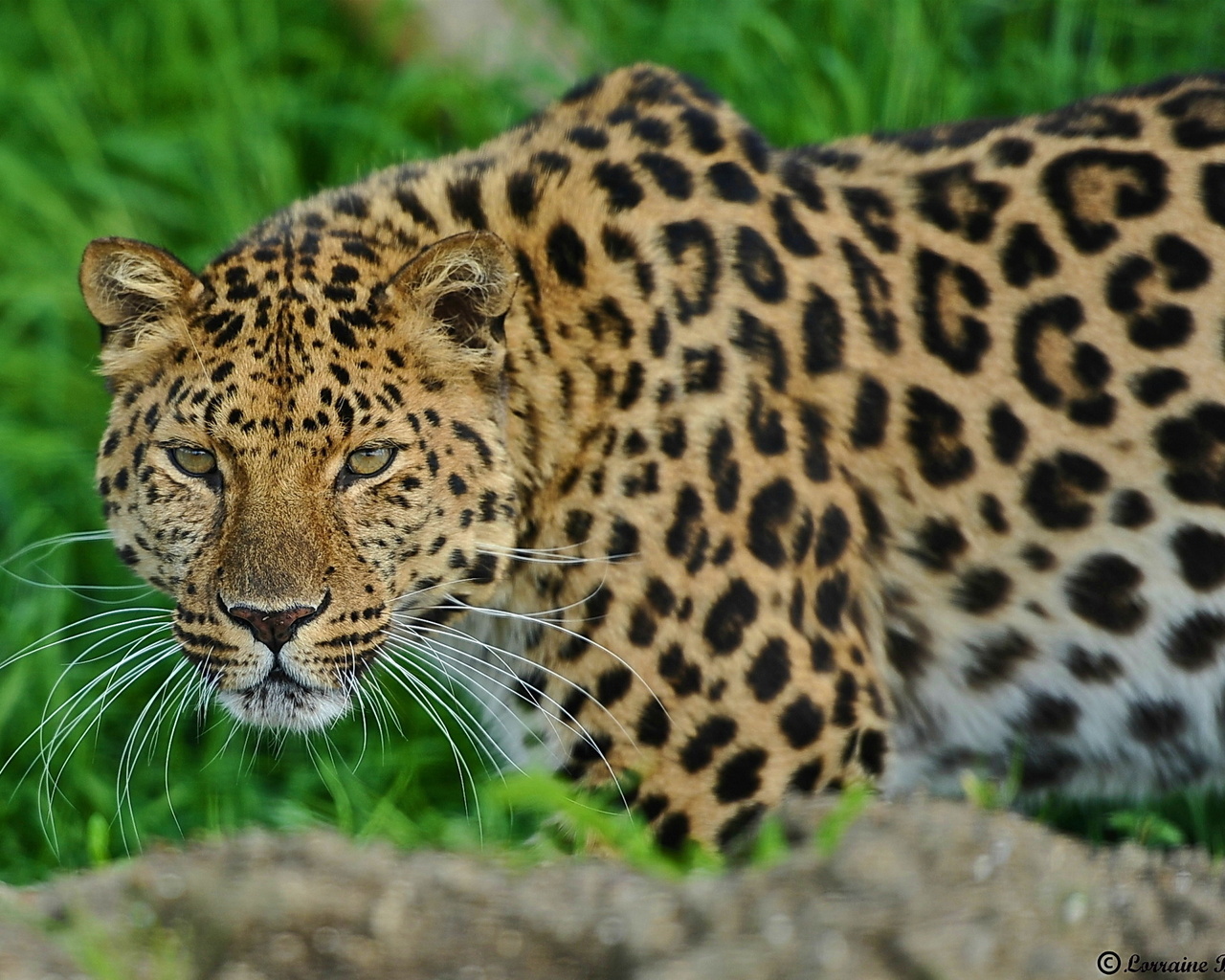 , leopard, , , 