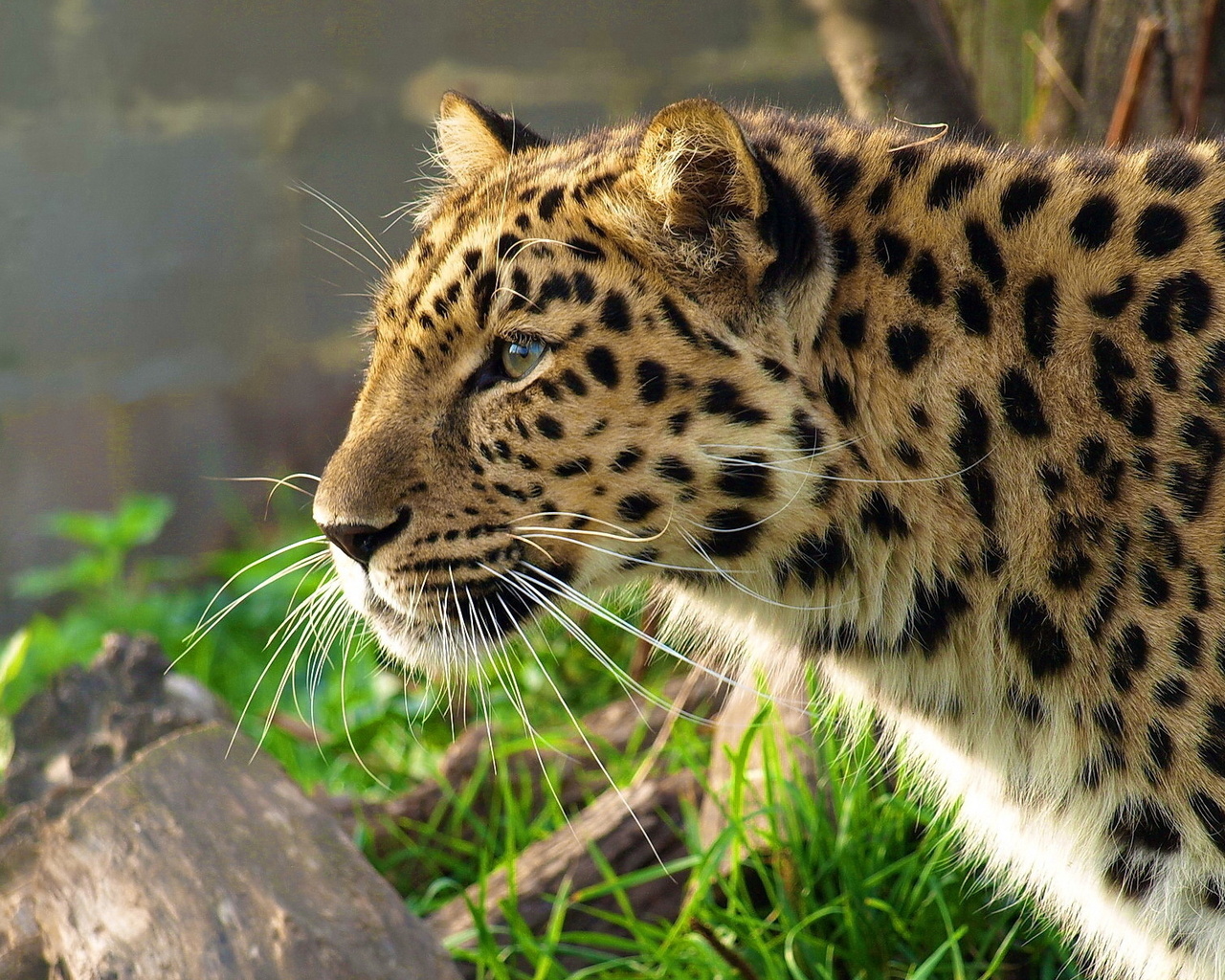 leopard, , , panthera pardus, 