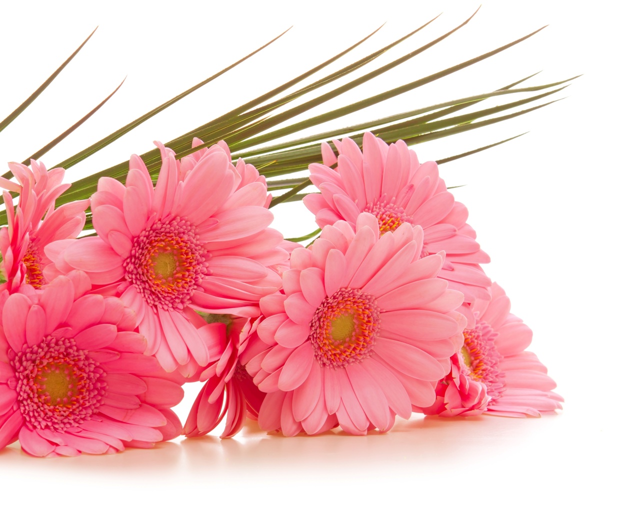  , gerbera, , , 