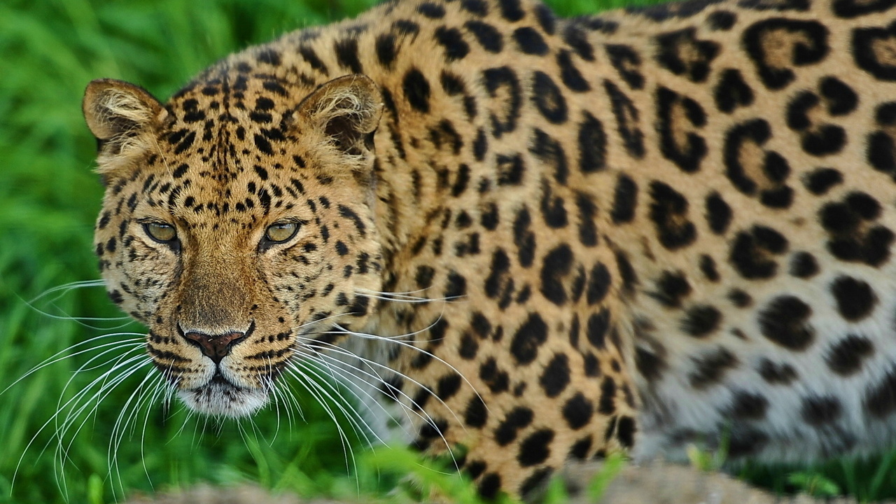 , leopard, , , 