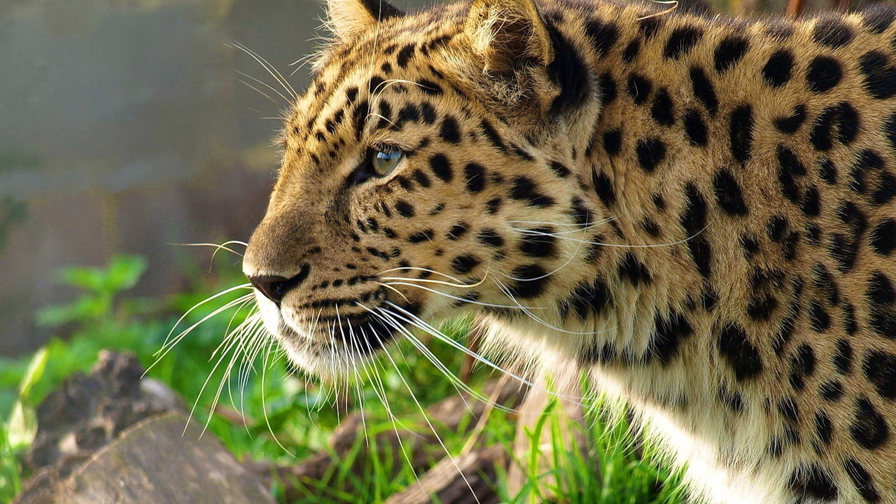 leopard, , , panthera pardus, 