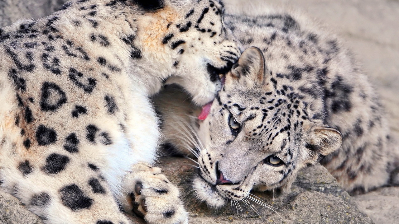 ,  , , , snow leopard, , 