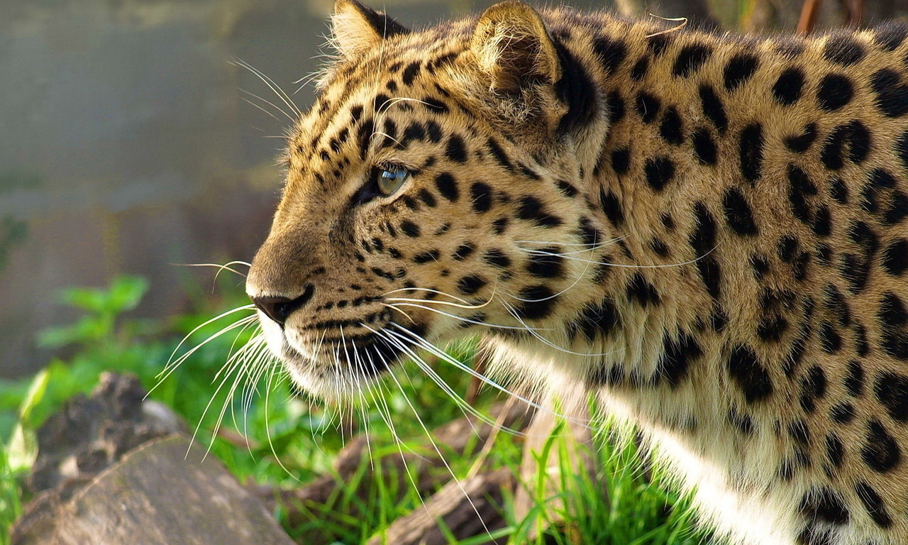 leopard, , , panthera pardus, 