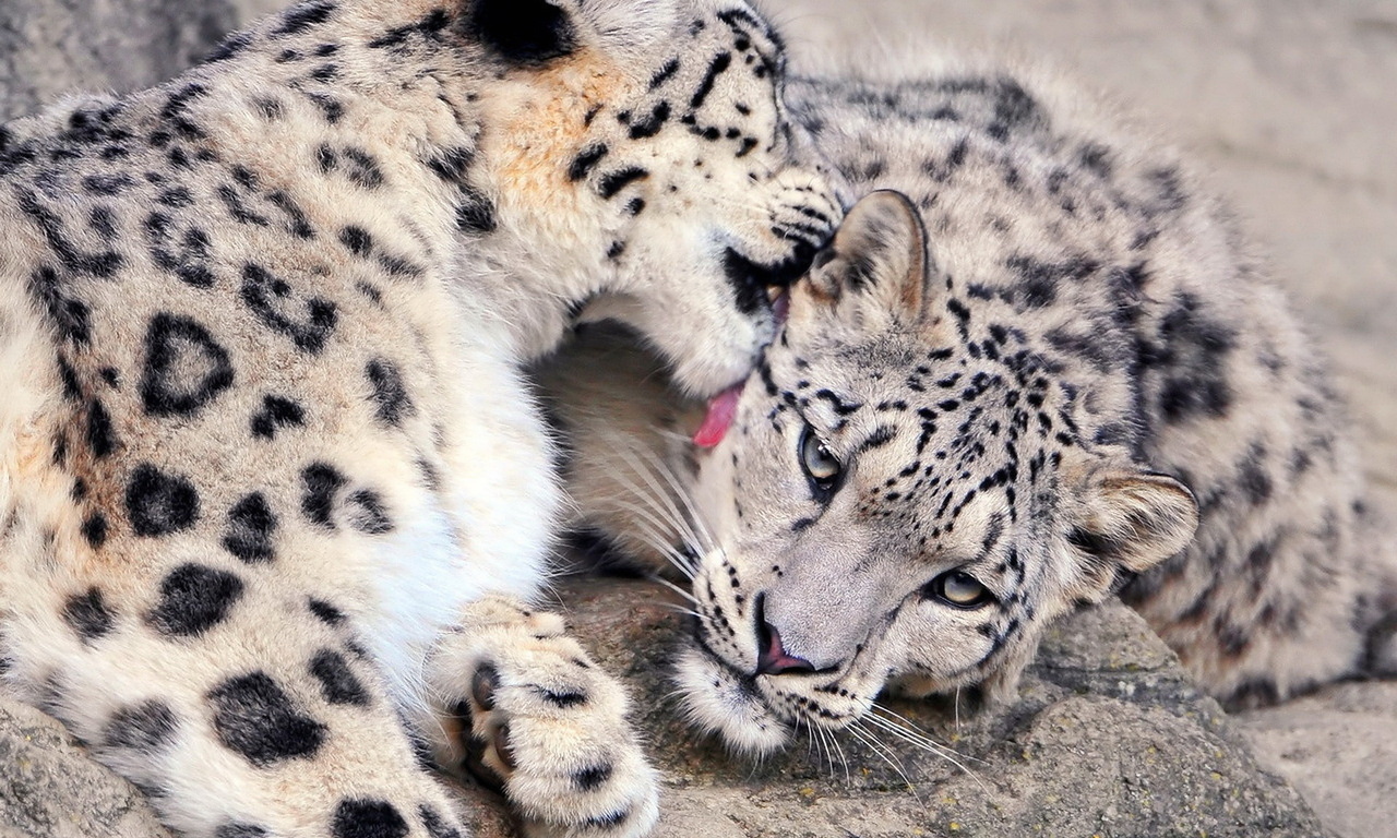 ,  , , , snow leopard, , 