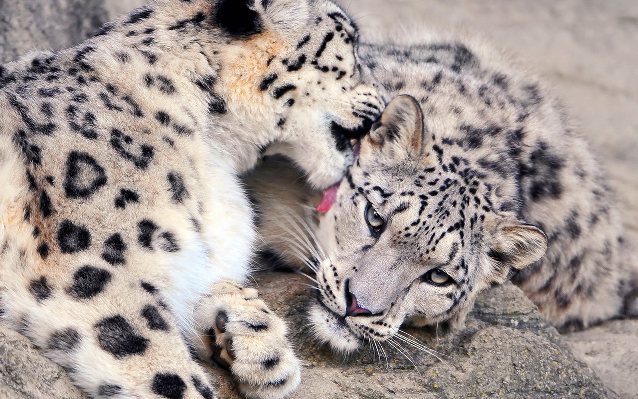 ,  , , , snow leopard, , 