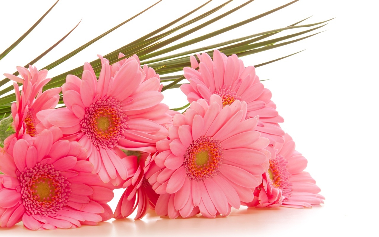  , gerbera, , , 