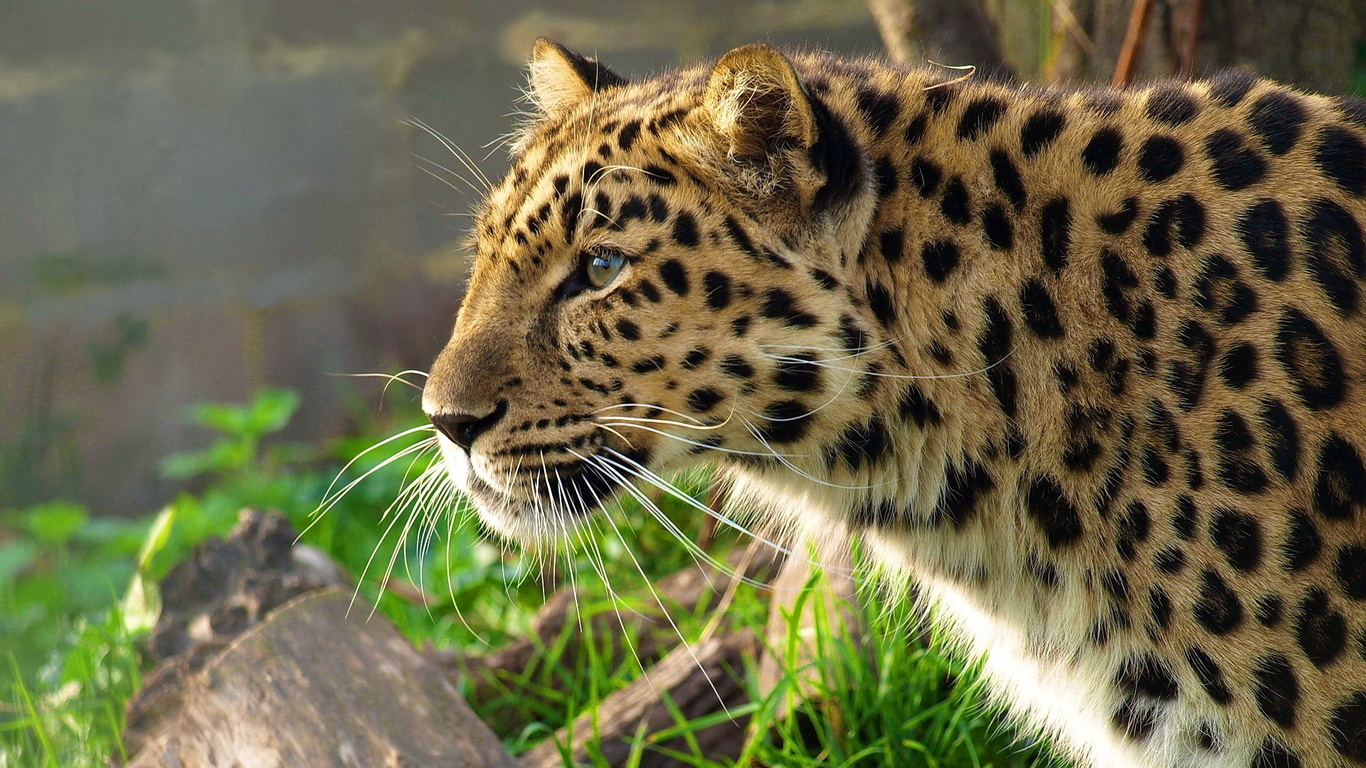 leopard, , , panthera pardus, 