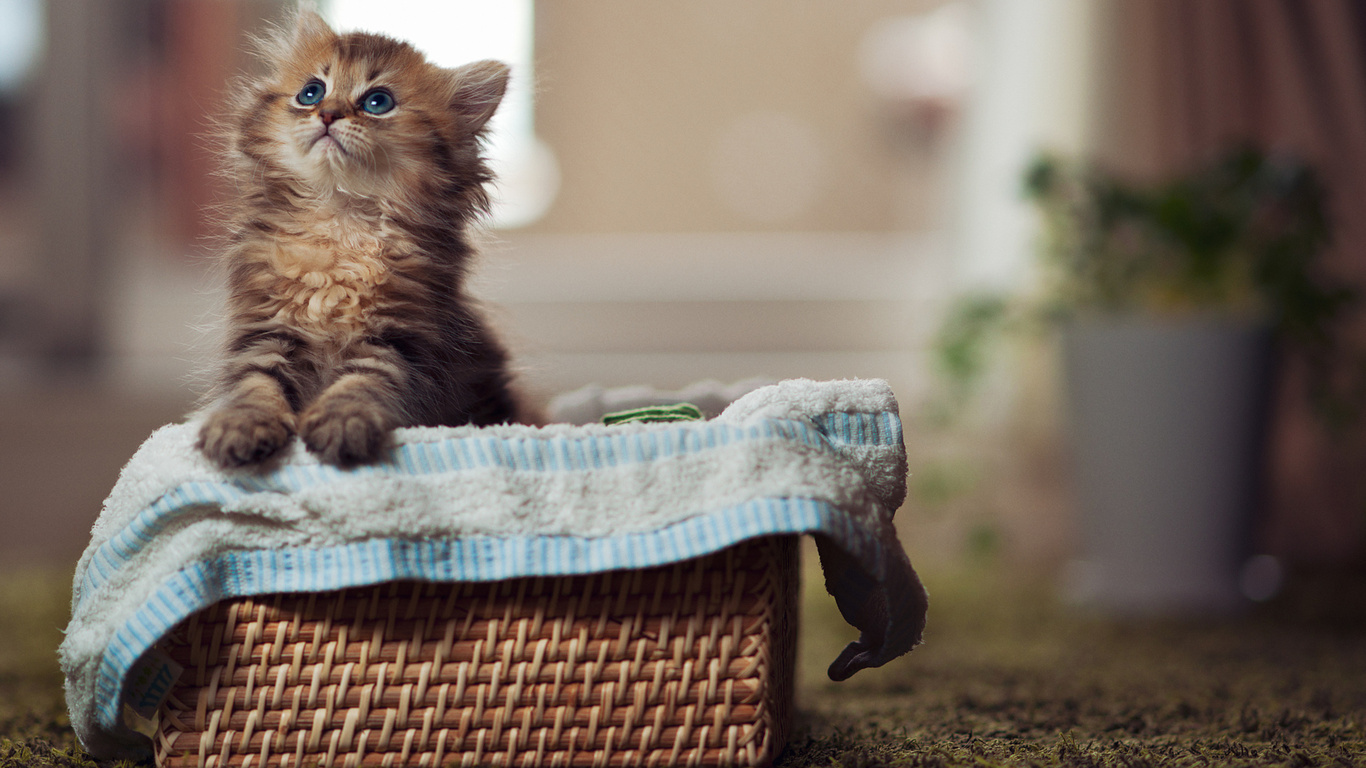 Cat, , paws, eyes, blue eyes, cute, , kitty