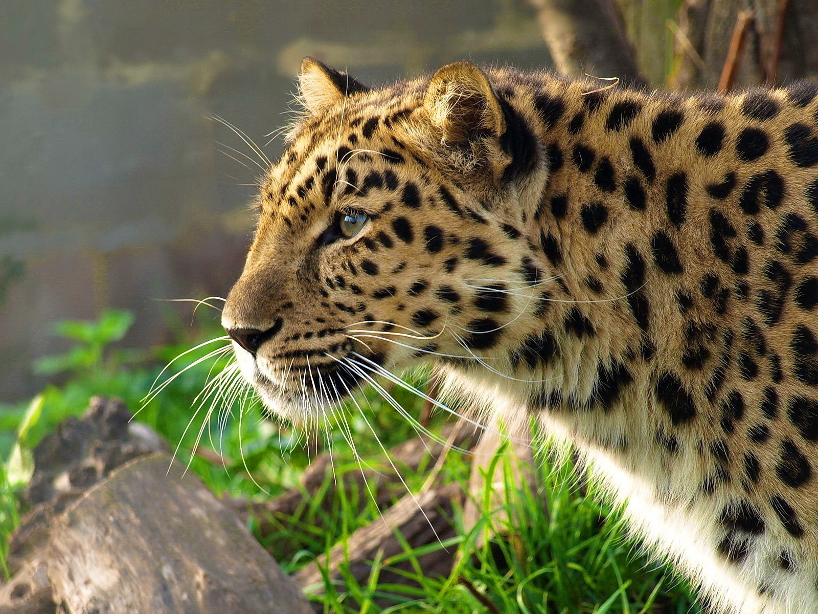 leopard, , , panthera pardus, 