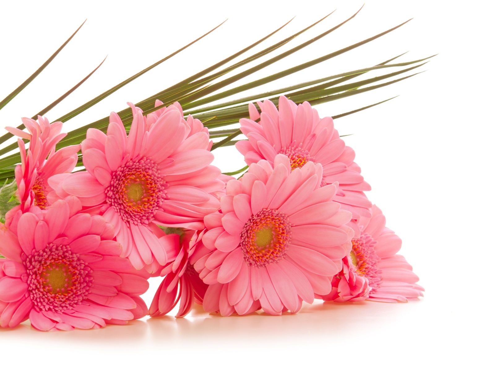  , gerbera, , , 