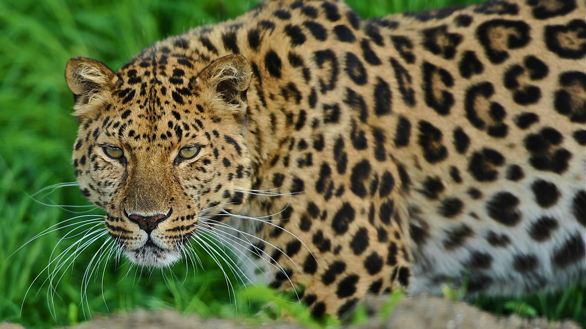 , leopard, , , 