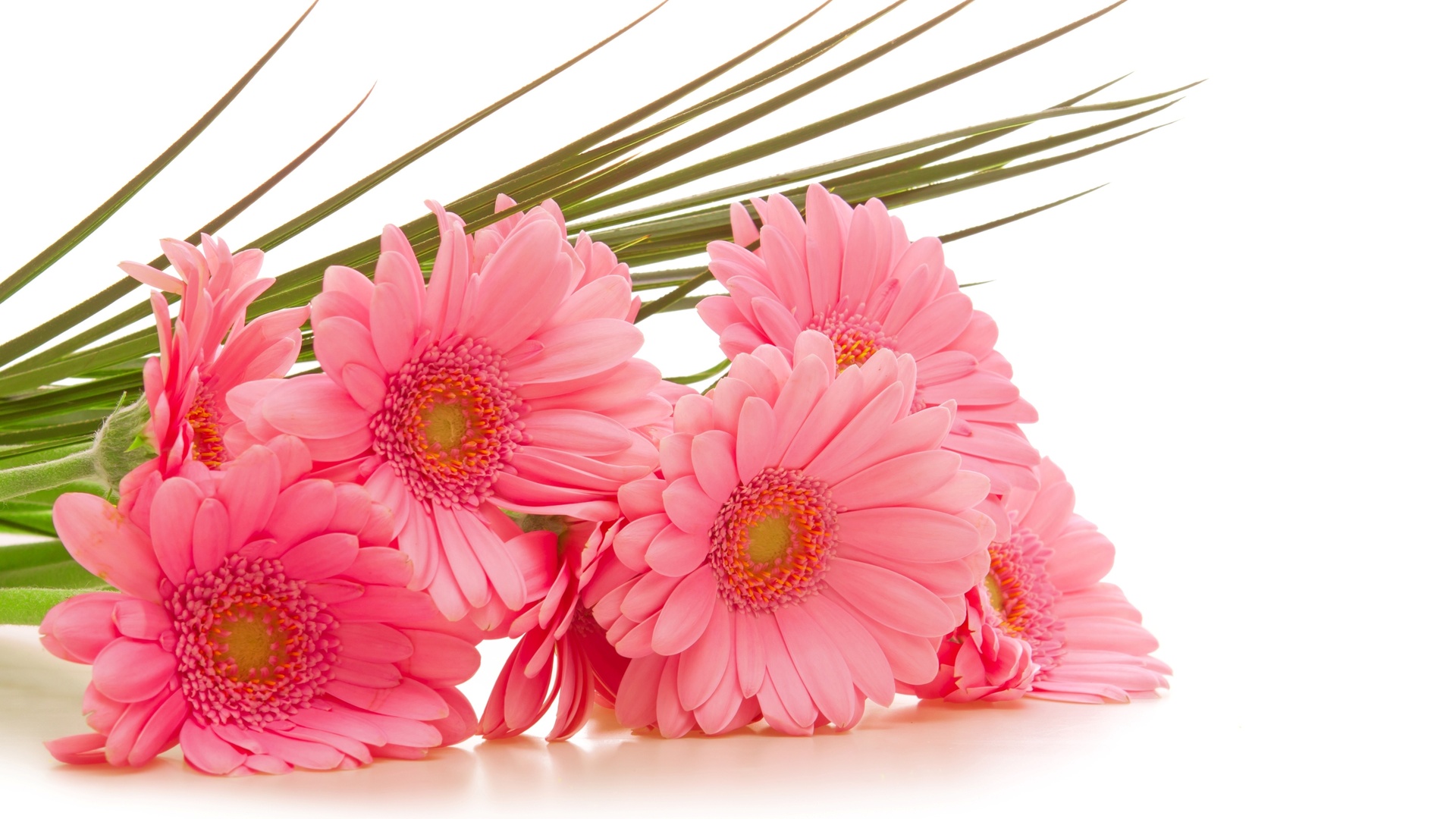  , gerbera, , , 