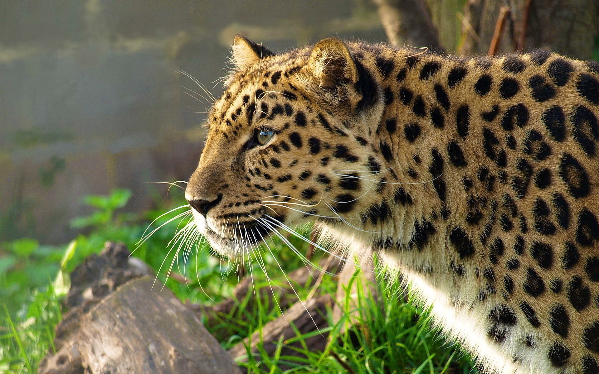 leopard, , , panthera pardus, 