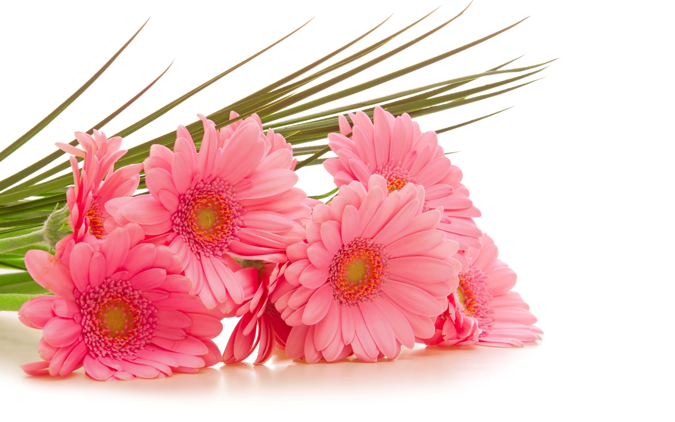  , gerbera, , , 