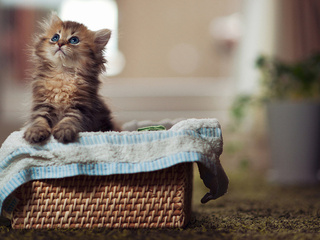 Cat, , paws, eyes, blue eyes, cute, , kitty