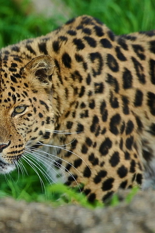 , leopard, , , 