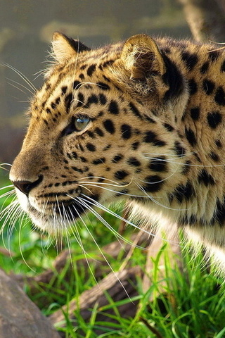 leopard, , , panthera pardus, 