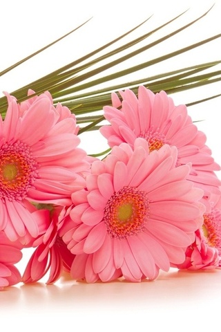  , gerbera, , , 