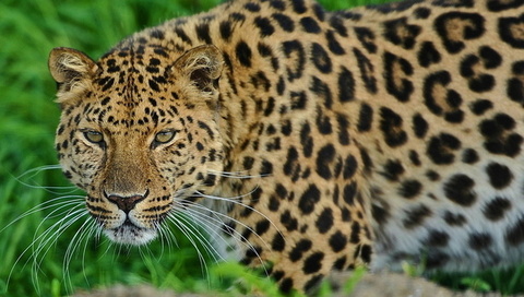, leopard, , , 