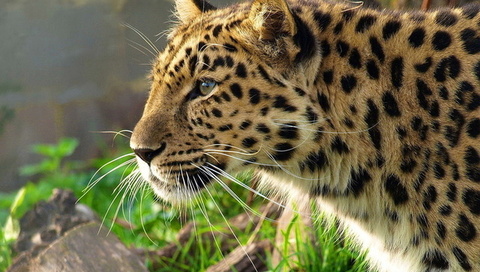 leopard, , , panthera pardus, 